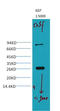 GST antibody, STJ96922, St John