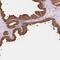 Acid Phosphatase, Prostate antibody, NBP2-39012, Novus Biologicals, Immunohistochemistry frozen image 