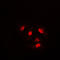 Cofilin 1 antibody, LS-C352404, Lifespan Biosciences, Immunofluorescence image 