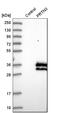 Proteinase 3 antibody, HPA005938, Atlas Antibodies, Western Blot image 