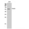 RNA Polymerase III Subunit C antibody, LS-C385591, Lifespan Biosciences, Western Blot image 