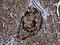 Family With Sequence Similarity 131 Member C antibody, LS-C795605, Lifespan Biosciences, Immunohistochemistry paraffin image 