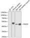 Fibromodulin antibody, 22-171, ProSci, Western Blot image 