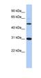 Peptidase Inhibitor 16 antibody, orb326013, Biorbyt, Western Blot image 