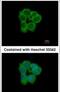 N-Myristoyltransferase 2 antibody, PA5-30568, Invitrogen Antibodies, Immunofluorescence image 