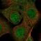 Syndecan Binding Protein antibody, NBP1-86979, Novus Biologicals, Immunofluorescence image 