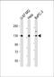 O-GlcNAcase antibody, GTX01028, GeneTex, Western Blot image 