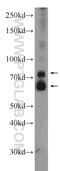 Ankyrin repeat and SAM domain-containing protein 3 antibody, 24058-1-AP, Proteintech Group, Western Blot image 