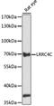 Leucine Rich Repeat Containing 4C antibody, LS-C750459, Lifespan Biosciences, Western Blot image 