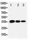 T-Box 21 antibody, LS-C313131, Lifespan Biosciences, Western Blot image 