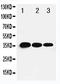 T-box transcription factor TBX21 antibody, LS-C313131, Lifespan Biosciences, Western Blot image 