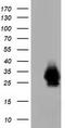 Crystallin Mu antibody, CF501483, Origene, Western Blot image 