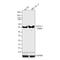 GATA Binding Protein 1 antibody, 710049, Invitrogen Antibodies, Western Blot image 