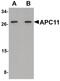 Anaphase Promoting Complex Subunit 11 antibody, PA5-20955, Invitrogen Antibodies, Western Blot image 