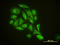 Glia Maturation Factor Beta antibody, LS-C197313, Lifespan Biosciences, Immunofluorescence image 