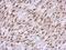 YY1 Transcription Factor antibody, PA5-29171, Invitrogen Antibodies, Immunohistochemistry paraffin image 