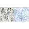 Zinc Finger CCCH-Type Containing 4 antibody, A13494, Boster Biological Technology, Immunohistochemistry frozen image 