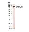 Gamma-Aminobutyric Acid Type B Receptor Subunit 1 antibody, NB300-160, Novus Biologicals, Western Blot image 