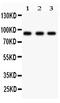 OSF-2 antibody, PA2048-1, Boster Biological Technology, Western Blot image 