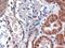 Duffy antigen/chemokine receptor antibody, orb19093, Biorbyt, Immunohistochemistry paraffin image 
