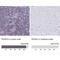 RUNX Family Transcription Factor 3 antibody, NBP2-38863, Novus Biologicals, Immunohistochemistry paraffin image 