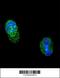 HNF1 Homeobox A antibody, 63-609, ProSci, Immunofluorescence image 