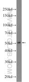 Butyrophilin Like 8 antibody, 24959-1-AP, Proteintech Group, Western Blot image 