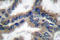 DnaJ Heat Shock Protein Family (Hsp40) Member B1 antibody, LS-C176071, Lifespan Biosciences, Immunohistochemistry frozen image 