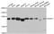 Serine And Arginine Rich Splicing Factor 3 antibody, STJ27861, St John