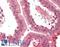 Collagen Triple Helix Repeat Containing 1 antibody, LS-B11764, Lifespan Biosciences, Immunohistochemistry frozen image 