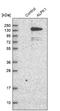 Alpha-protein kinase 1 antibody, NBP1-83594, Novus Biologicals, Western Blot image 