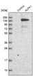 Alpha Kinase 1 antibody, NBP1-83594, Novus Biologicals, Western Blot image 