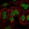 Protein Kinase, DNA-Activated, Catalytic Subunit antibody, NBP2-22128, Novus Biologicals, Immunofluorescence image 