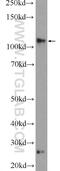 Ras-interacting protein 1 antibody, 17971-1-AP, Proteintech Group, Western Blot image 