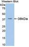 SRBC antibody, LS-C292914, Lifespan Biosciences, Western Blot image 