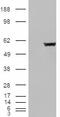 Fumarate Hydratase antibody, STJ71221, St John