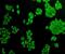 Sodium Voltage-Gated Channel Alpha Subunit 7 antibody, orb378337, Biorbyt, Immunocytochemistry image 