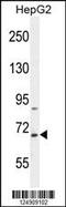 BUD13 Homolog antibody, MBS9211556, MyBioSource, Western Blot image 