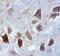 G Protein-Coupled Receptor 12 antibody, MAB6738, R&D Systems, Immunohistochemistry frozen image 