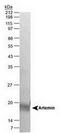 Artemin antibody, TA309576, Origene, Western Blot image 