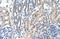 Family With Sequence Similarity 174 Member B antibody, 29-798, ProSci, Immunohistochemistry paraffin image 