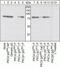 Protein Kinase C Delta antibody, 44-976G, Invitrogen Antibodies, Western Blot image 