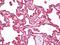 Latexin antibody, orb96250, Biorbyt, Immunohistochemistry paraffin image 