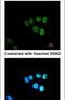 Mediator Complex Subunit 17 antibody, PA5-30314, Invitrogen Antibodies, Immunofluorescence image 