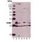 Caspase 3 antibody, ADI-AAP-113-D, Enzo Life Sciences, Western Blot image 