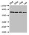 SRY-Box 10 antibody, LS-C682049, Lifespan Biosciences, Western Blot image 