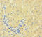 Coagulation Factor VII antibody, LS-C395838, Lifespan Biosciences, Immunohistochemistry paraffin image 