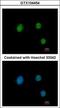 Paired Box 9 antibody, GTX104454, GeneTex, Immunocytochemistry image 