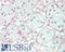 Cortisol antibody, LS-B15841, Lifespan Biosciences, Immunohistochemistry paraffin image 