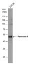 Pannexin 1 antibody, GTX130121, GeneTex, Western Blot image 